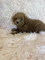 May, a  Poodle - Toy  for sale in Telephone, TX – 2 of 2