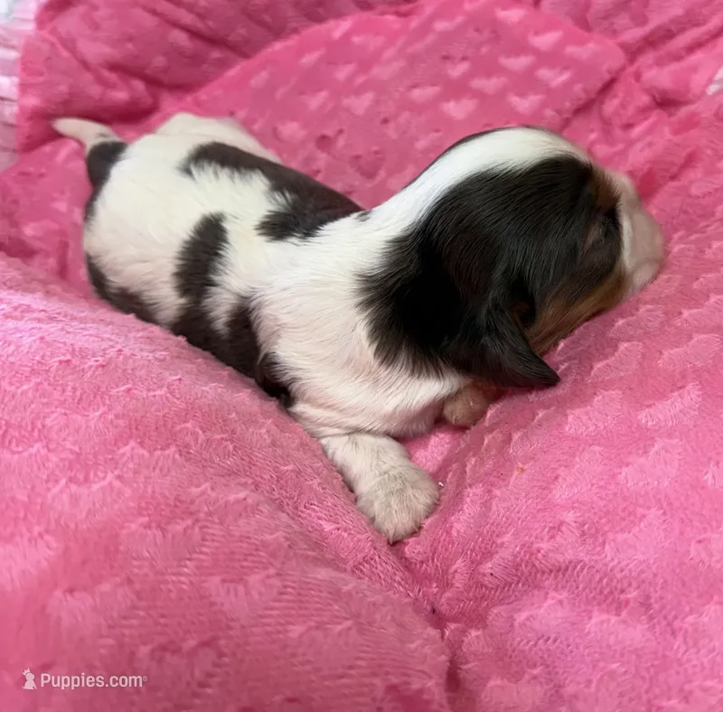 Carrie – Cavalier King Charles Spaniel puppy for sale in Telephone, TX