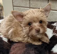 Joker, a male Yorkshire Terrier for sale in Telephone, TX – 2 of 3
