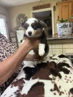 Alvin, a male Toy Australian Shepherd for sale in Telephone, TX – 1 of 8