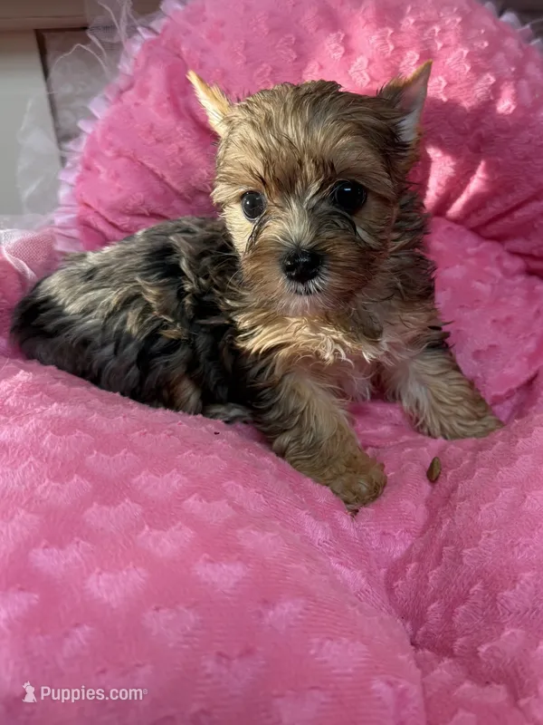 Jewel – Yorkshire Terrier puppy for sale in Telephone, TX