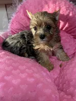 Jewel, a female Yorkshire Terrier for sale in Telephone, TX – 1 of 3