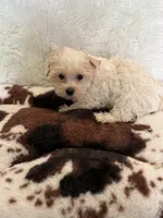 Falkor, a male Yorkshire Terrier for sale in Telephone, TX – 2 of 2