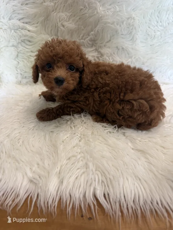 Hobbs – Poodle - Toy  puppy for sale in Telephone, TX