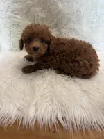 Hobbs, a  Poodle - Toy  for sale in Telephone, TX – 1 of 2
