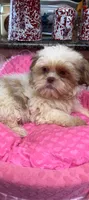 Monkey Girl , a female Shih Tzu for sale in Telephone, TX – 2 of 2