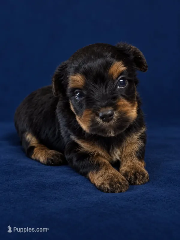 logan – Yorkshire Terrier puppy for sale in Telephone, TX