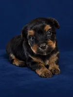 logan, a male Yorkshire Terrier for sale in Telephone, TX – 1 of 1