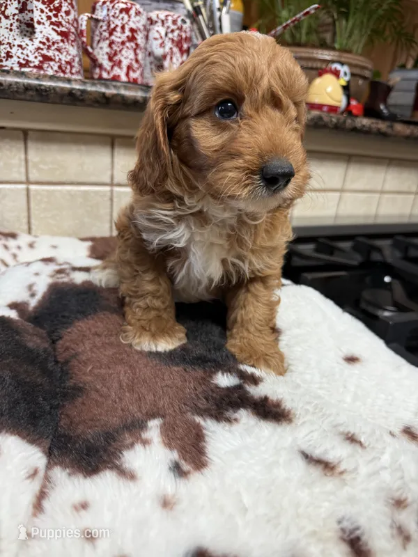kregan – Cavapoo puppy for sale in Telephone, TX