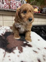 kregan, a male Cavapoo for sale in Telephone, TX – 1 of 4