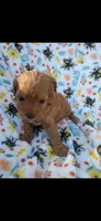 Kramer, a male Cavapoo for sale in Telephone, TX – 2 of 2