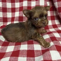Shorty, a male Yorkshire Terrier for sale in Telephone, TX – Photo 3 of 3