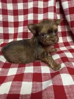 Shorty, a male Yorkshire Terrier for sale in Telephone, TX – Photo 3 of 3