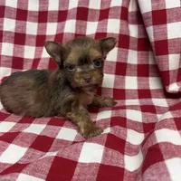 Shorty, a male Yorkshire Terrier for sale in Telephone, TX – Photo 1 of 3