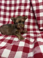 Shorty, a male Yorkshire Terrier for sale in Telephone, TX – Photo 1 of 3