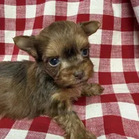 Shorty, a male Yorkshire Terrier for sale in Telephone, TX – Photo 2 of 3