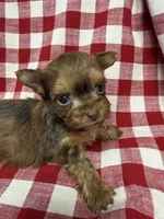 Shorty, a male Yorkshire Terrier for sale in Telephone, TX – Photo 2 of 3