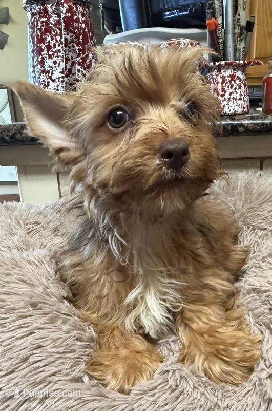 Shorty – Yorkshire Terrier puppy for sale in Telephone, TX
