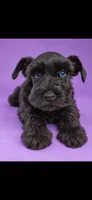Blair, a female Miniature Schnauzer for sale in Telephone, TX – 1 of 2