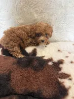 Calvin, a  Poodle - Toy  for sale in Telephone, TX – 2 of 2