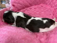 Marris chocolate Tri , a female Cavalier King Charles Spaniel for sale in Telephone, TX – 3 of 4