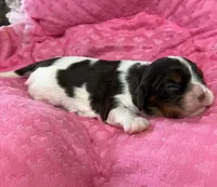 Marris chocolate Tri , a female Cavalier King Charles Spaniel for sale in Telephone, TX – 1 of 4