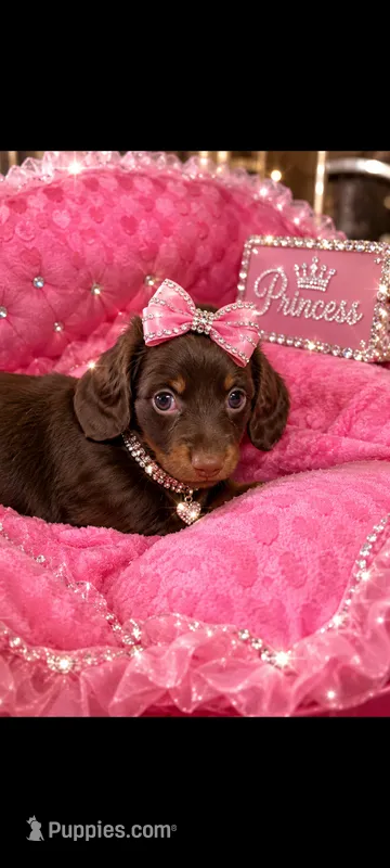 Opal – Miniature Dachshund puppy for sale in Telephone, TX