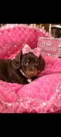 Opal, a female Miniature Dachshund for sale in Telephone, TX – 1 of 1