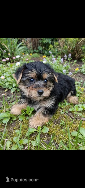 Silvie – Yorkshire Terrier puppy for sale in Telephone, TX