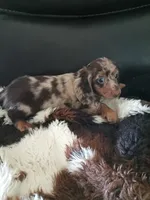 Java, a female Miniature Dachshund for sale in Telephone, TX – 2 of 3