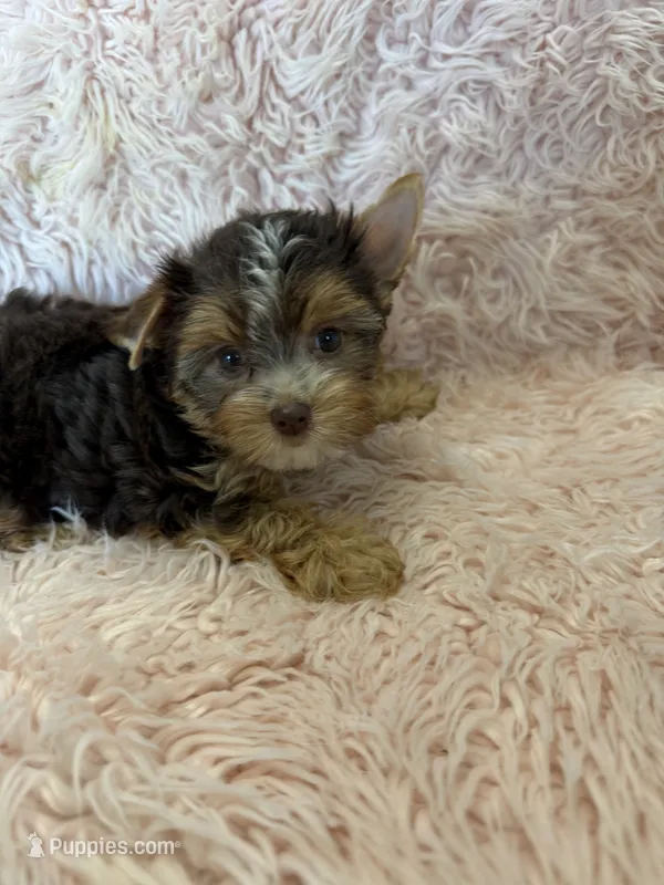 sophie – Yorkshire Terrier puppy for sale in Telephone, TX