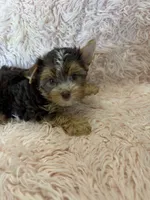 sophie, a female Yorkshire Terrier for sale in Telephone, TX – 1 of 2