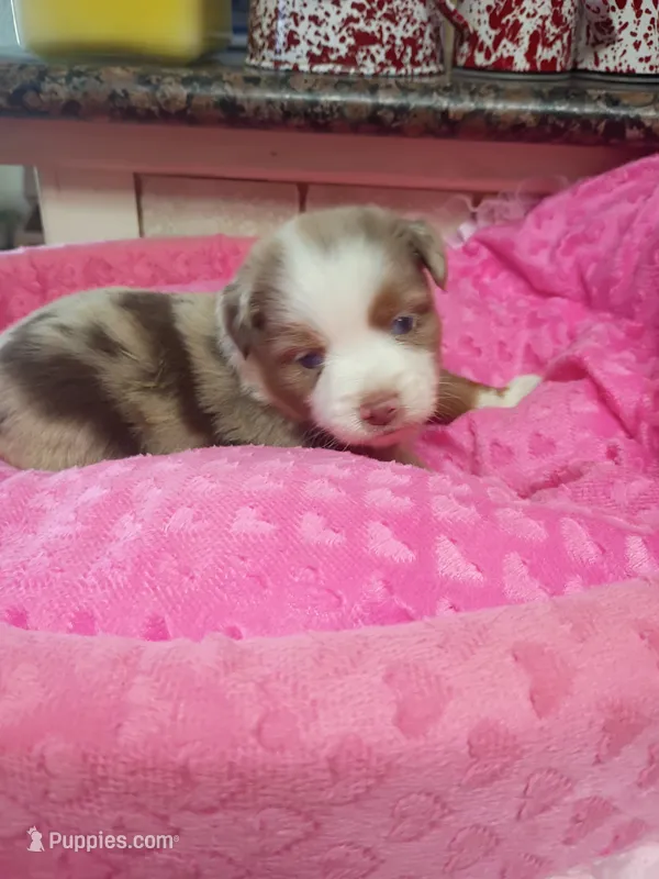 Brittany  – Toy Australian Shepherd puppy for sale in Telephone, TX