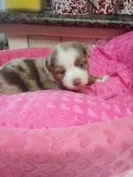 Brittany , a female Toy Australian Shepherd for sale in Telephone, TX – 1 of 3
