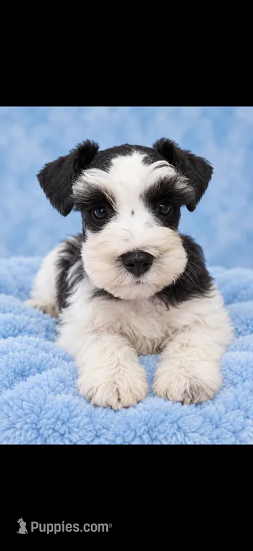 Beau – Miniature Schnauzer puppy for sale in Telephone, TX