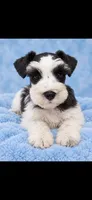 Beau, a female Miniature Schnauzer for sale in Telephone, TX – 1 of 2