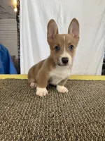 solo, a male Pembroke Welsh Corgi for sale in Telephone, TX – 2 of 6