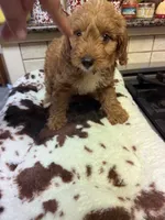 Kingston, a male Cavapoo for sale in Telephone, TX – 2 of 4