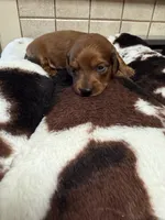 Clyde  AKC, a male Miniature Dachshund for sale in Telephone, TX – 3 of 3