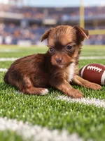 Karter, a male Yorkshire Terrier for sale in Telephone, TX – 1 of 1
