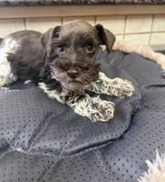 cypress, a male Miniature Schnauzer for sale in Telephone, TX – Photo 2 of 3