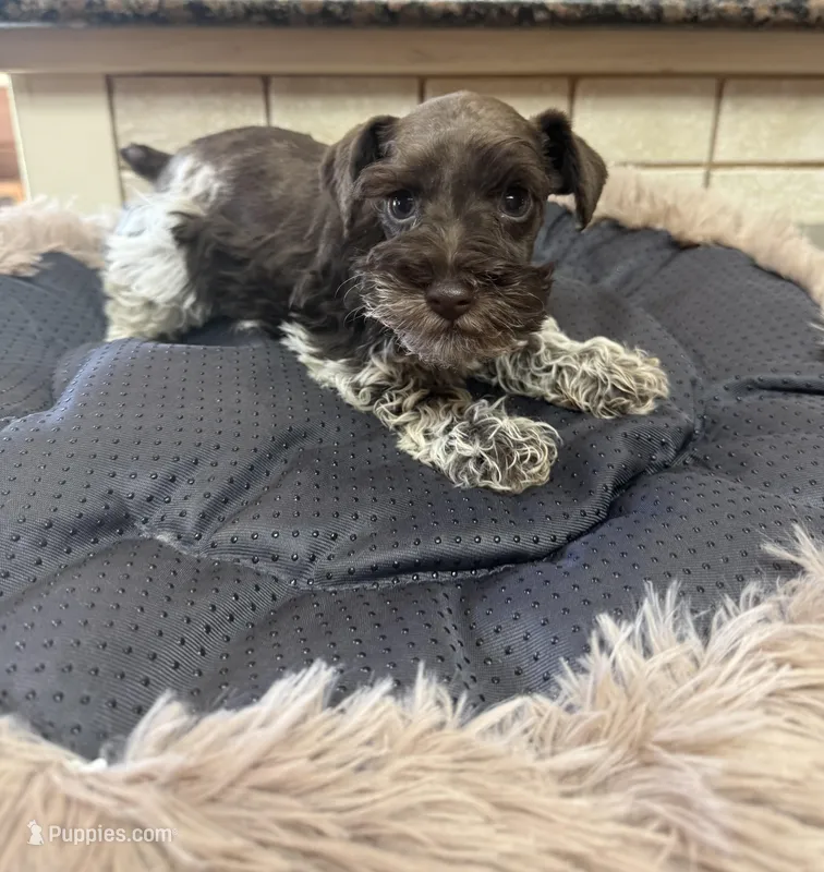 cypress – Miniature Schnauzer puppy for sale in Telephone, TX