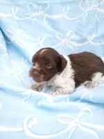 cypress, a male Miniature Schnauzer for sale in Telephone, TX – Photo 1 of 2