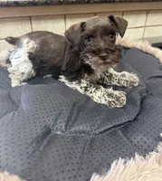 cypress, a male Miniature Schnauzer for sale in Telephone, TX – Photo 3 of 3