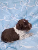 cypress, a male Miniature Schnauzer for sale in Telephone, TX – Photo 2 of 2