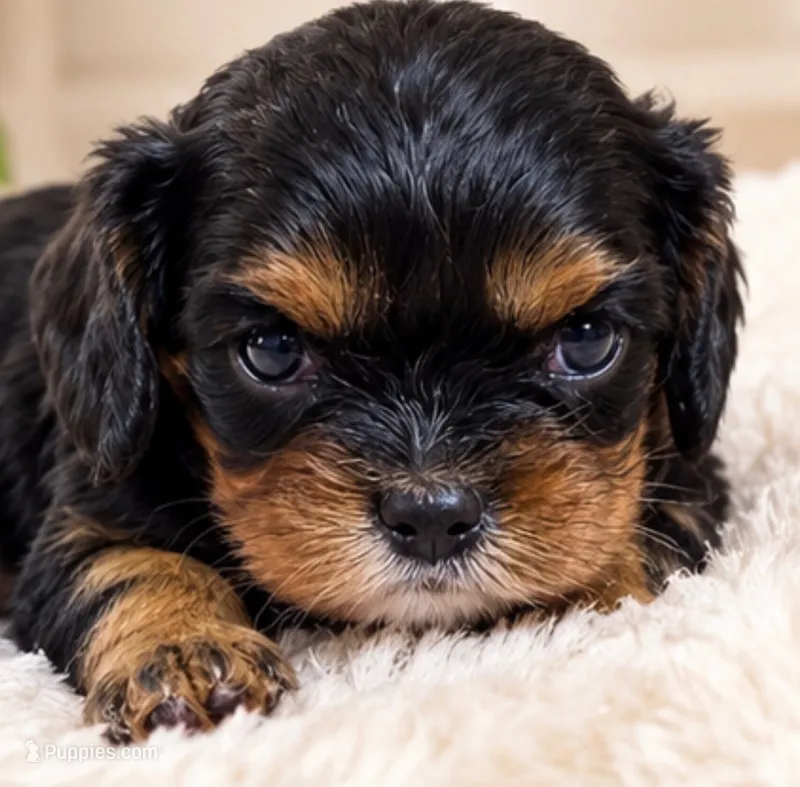 Francine – Cavalier King Charles Spaniel puppy for sale in Telephone, TX