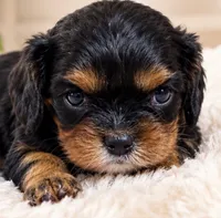 Francine, a female Cavalier King Charles Spaniel for sale in Telephone, TX – 1 of 1