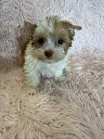 calley, a female Yorkshire Terrier for sale in Telephone, TX – 2 of 2