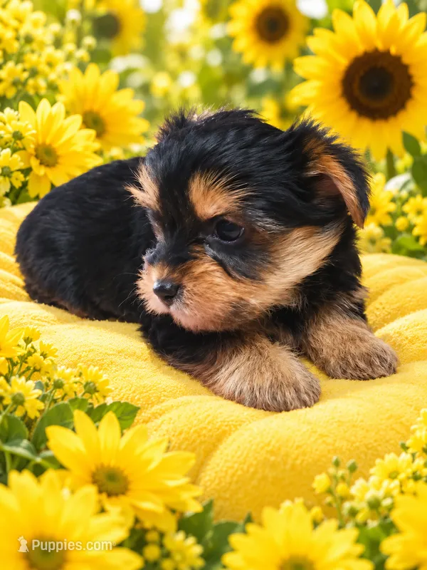 Silvie – Yorkshire Terrier puppy for sale in Telephone, TX