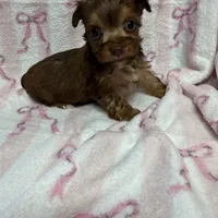 Minnie, a male Yorkshire Terrier for sale in Telephone, TX – Photo 5 of 6